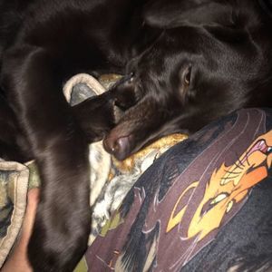 Meet your Posher, Amyjoy